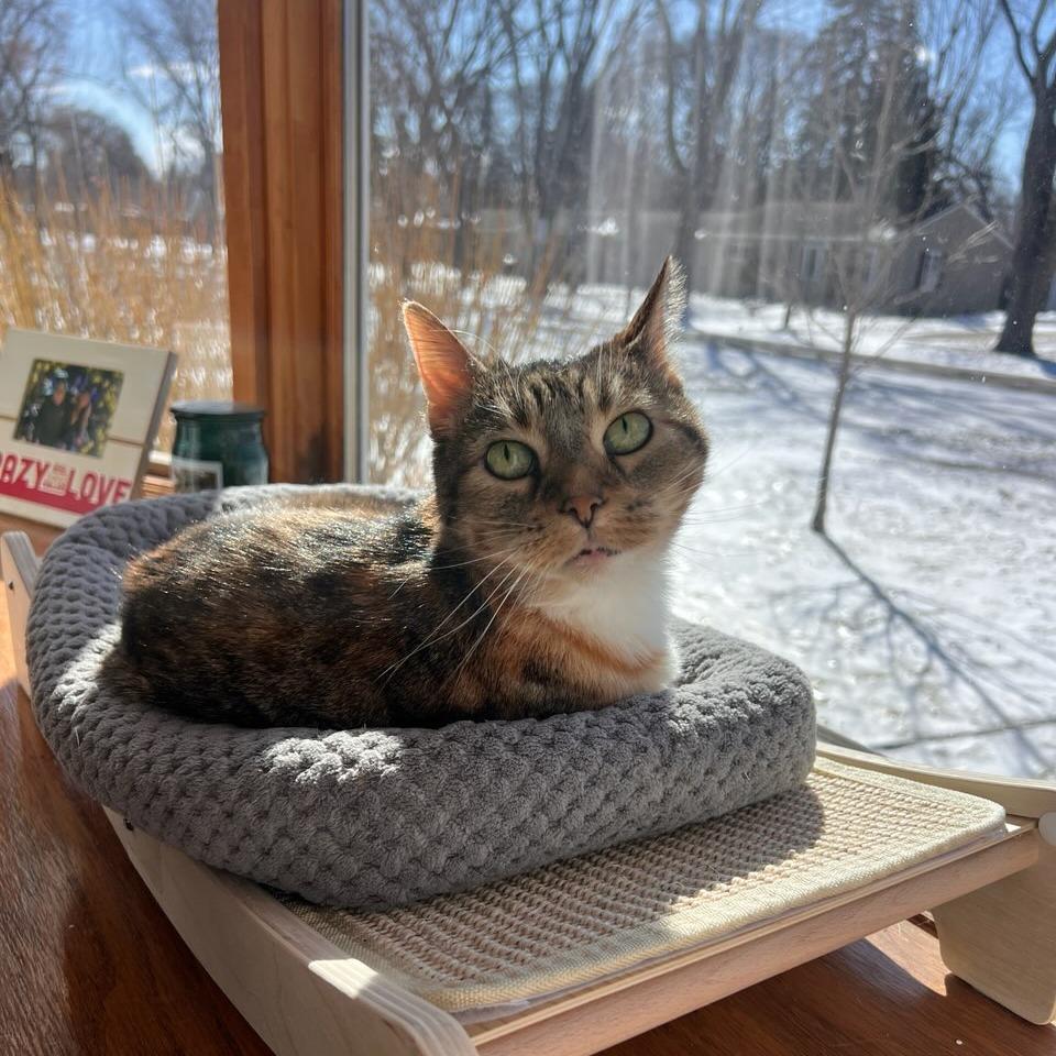 Enlarge Zella--In Foster, a Adoptable Domestic Short Hair in Fargo, ND image 6/6