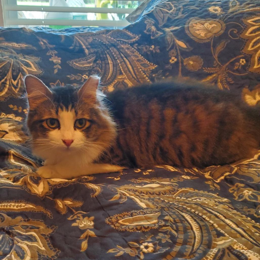 Sam I Am, Adoptable, Adult Female Domestic Long Hair.