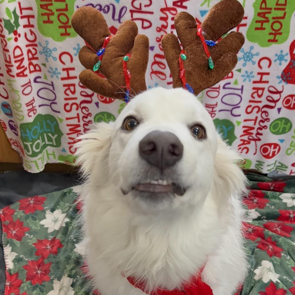 Apollo, Adoptable, Adult Male Great Pyrenees & Mixed Breed.