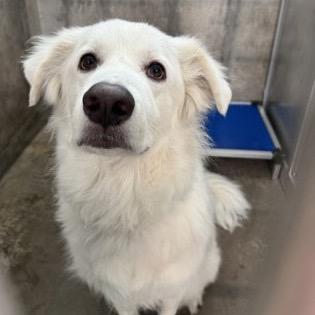 Apollo, a Adoptable mixed breed in Oxford, ME image 1/4