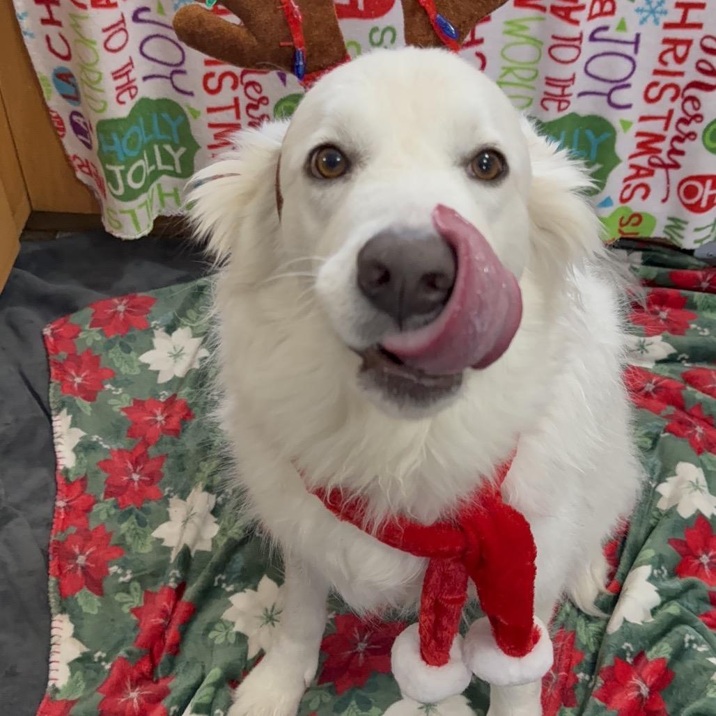 Enlarge Apollo, a Adoptable mixed breed in Oxford, ME image 3/6