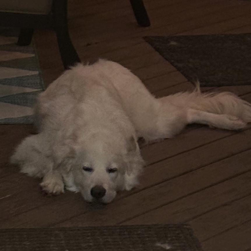 Apollo, a Adoptable mixed breed in Oxford, ME image 2/4