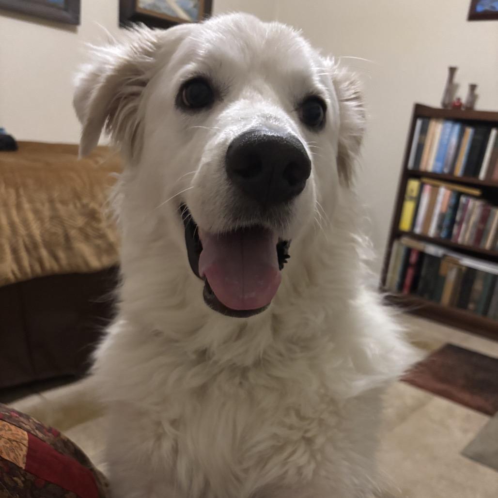 Apollo, a Adoptable mixed breed in Oxford, ME image 3/4