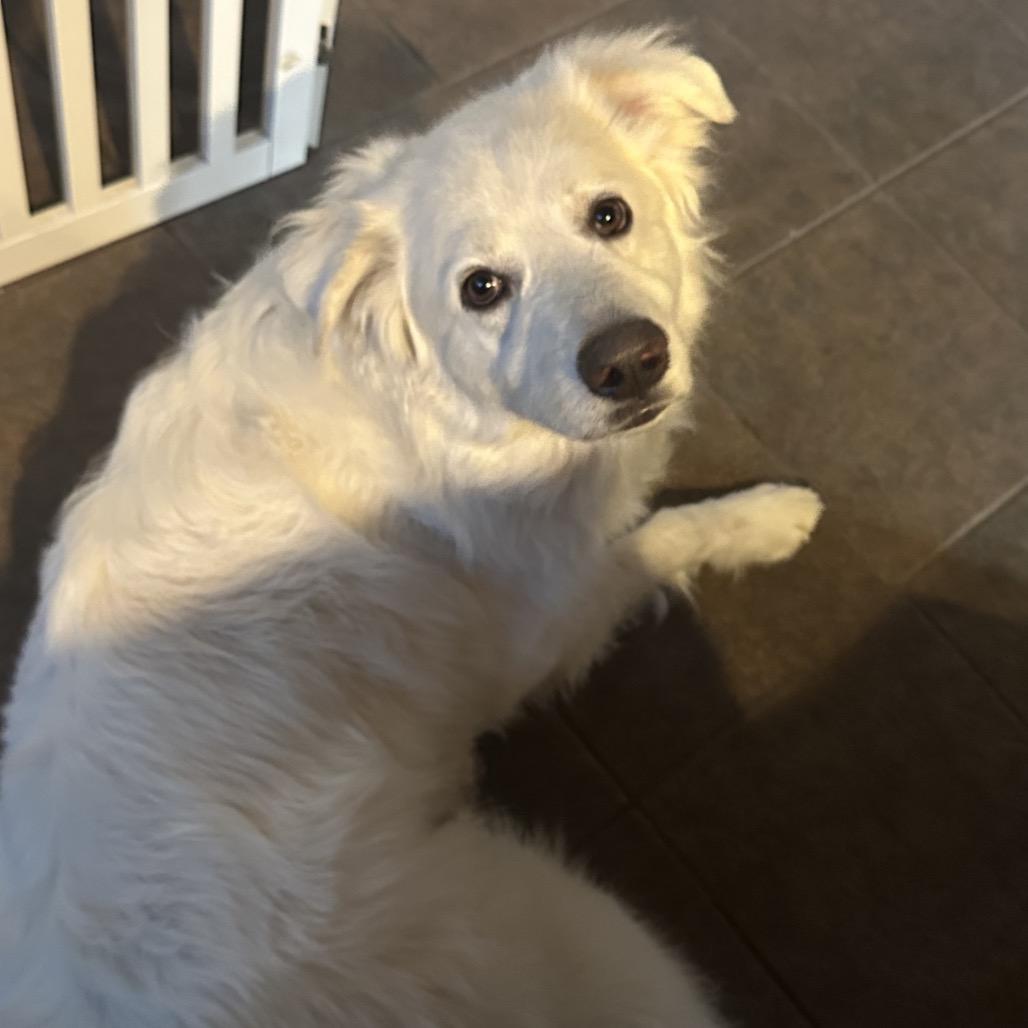 Apollo, a Adoptable mixed breed in Oxford, ME image 4/4