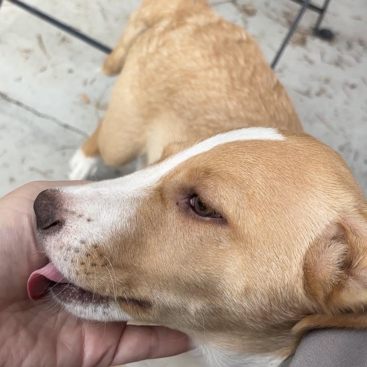 Enlarge Tater Tot, a Adoptable mixed breed in Lancaster, CA image 2/5