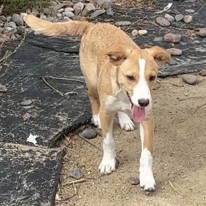 Enlarge Tater Tot, a Adoptable mixed breed in Lancaster, CA image 3/5