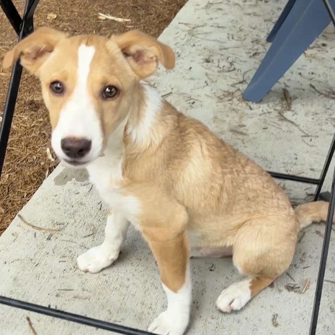 Tater Tot, Adoptable, Puppy Male Terrier.