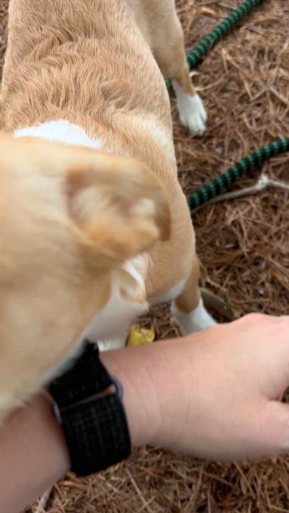 Enlarge Tater Tot, a Adoptable mixed breed in Lancaster, CA video 5/5