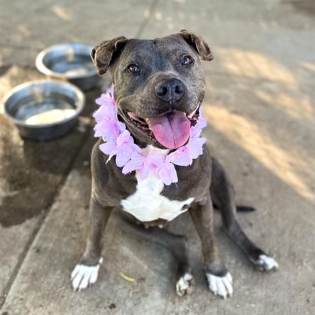 Enlarge Greta, a Adoptable Pit Bull Terrier in Ione, CA image 2/3
