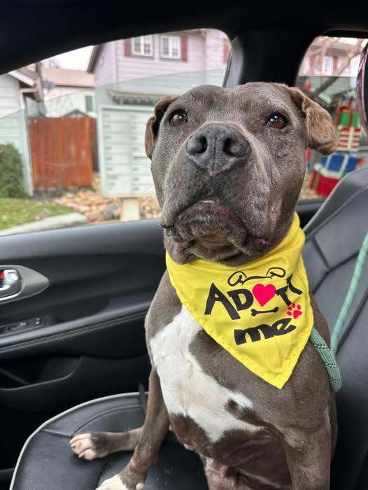 Greta, Adoptable, Senior Female Pit Bull Terrier.