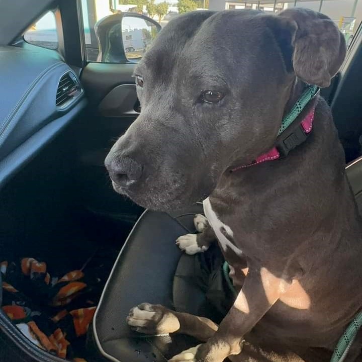 Enlarge Greta, a Adoptable Pit Bull Terrier in Ione, CA image 3/3