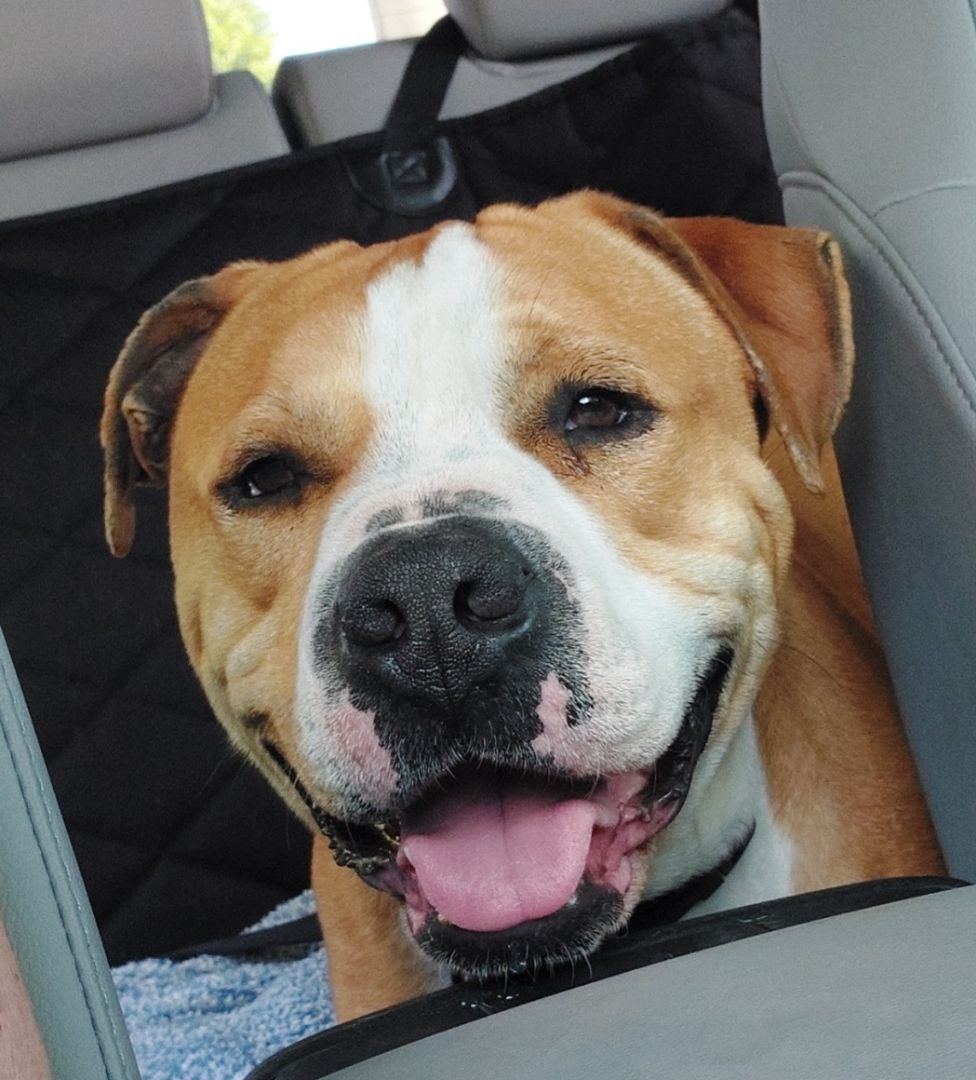 Enlarge Tinsel, a Adoptable mixed breed in Lake Odessa, MI image 1/15