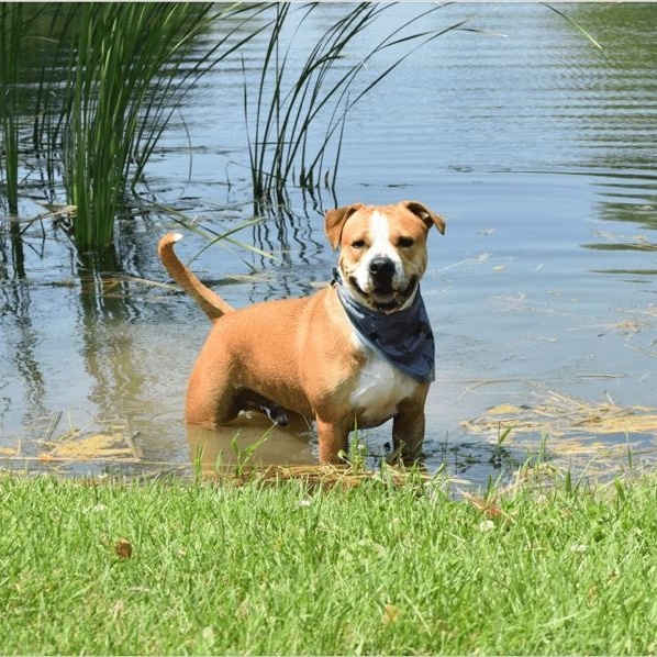 Tinsel, Adoptable, Adult Male Boxer & Shar-Pei.