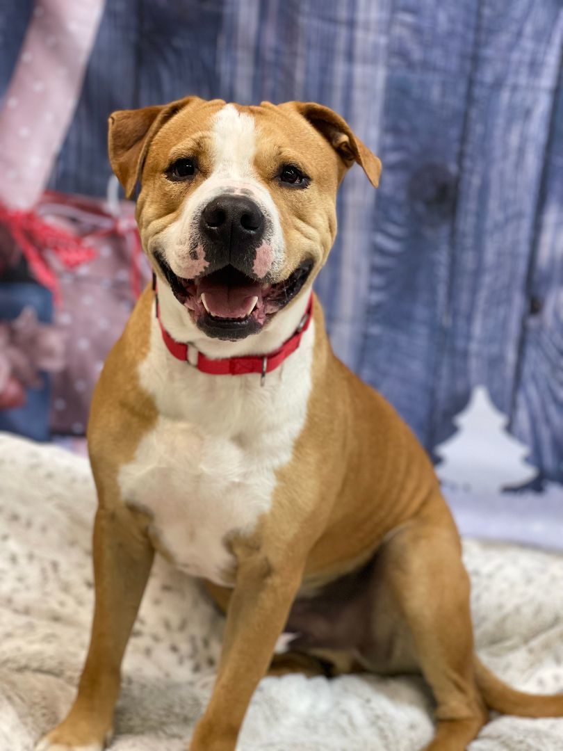 Enlarge Tinsel, a Adoptable mixed breed in Lake Odessa, MI image 3/15