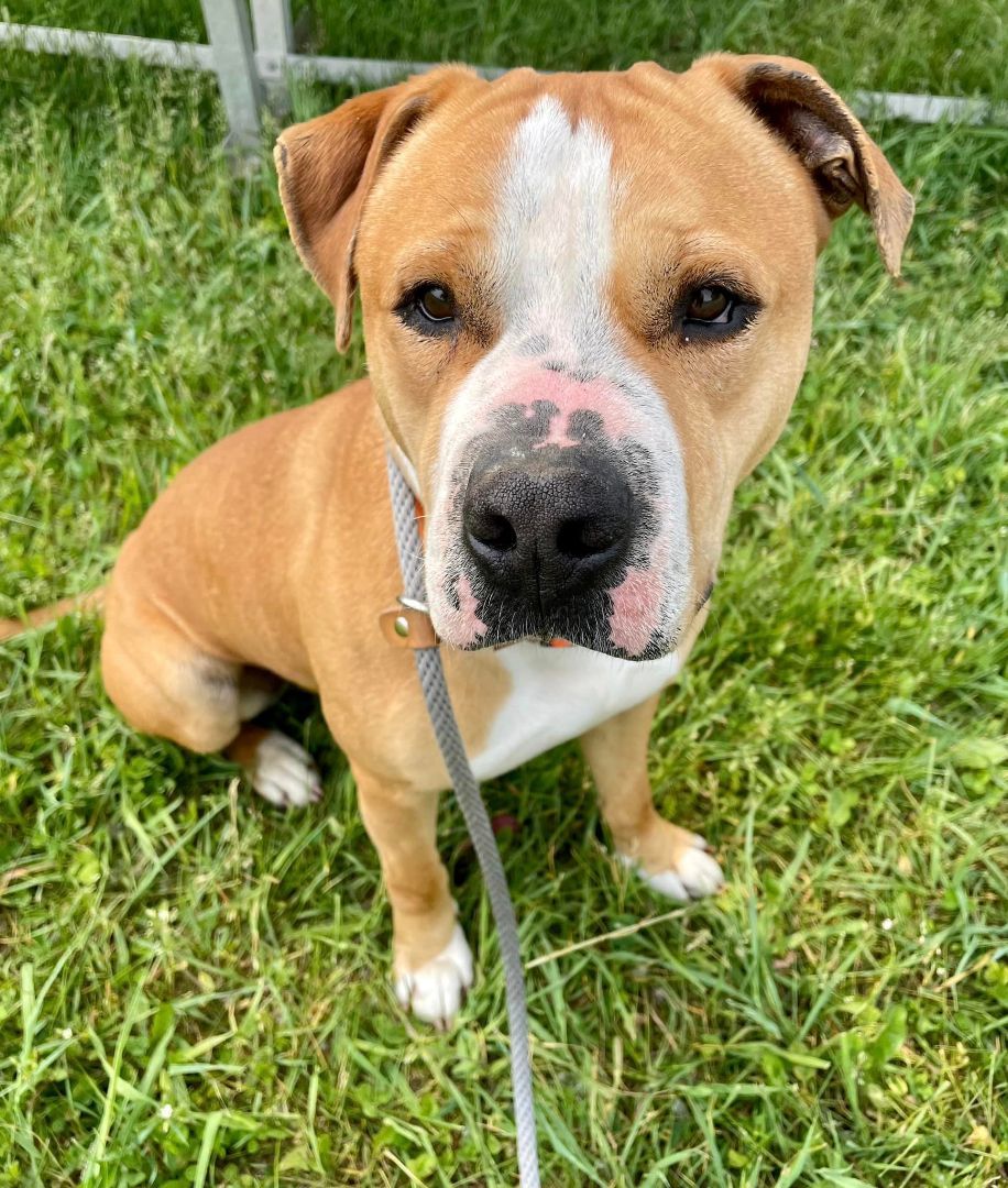 Enlarge Tinsel, a Adoptable mixed breed in Lake Odessa, MI image 4/15