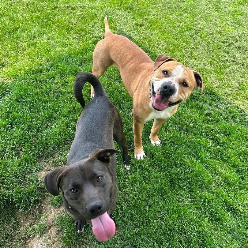 Enlarge Tinsel, a Adoptable mixed breed in Lake Odessa, MI image 5/15