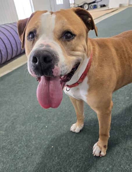Enlarge Tinsel, a Adoptable mixed breed in Lake Odessa, MI image 6/6