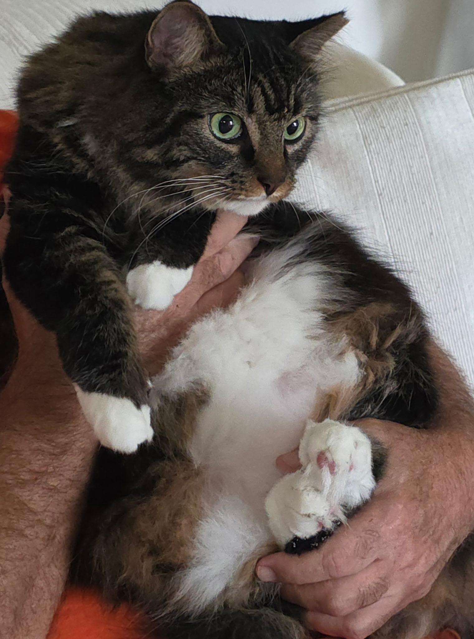 Enlarge Dottie, a Adopted mixed breed in Richmond, VA image 3/6
