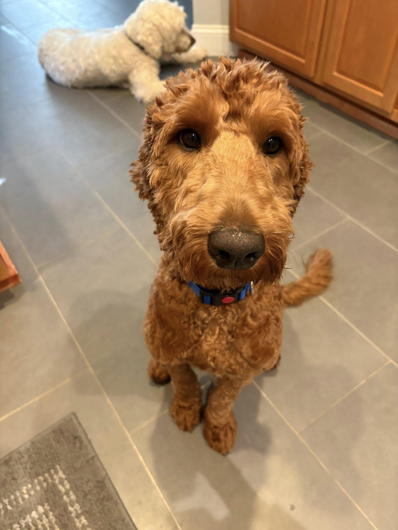 Buster, Adopted, Young Male Goldendoodle.