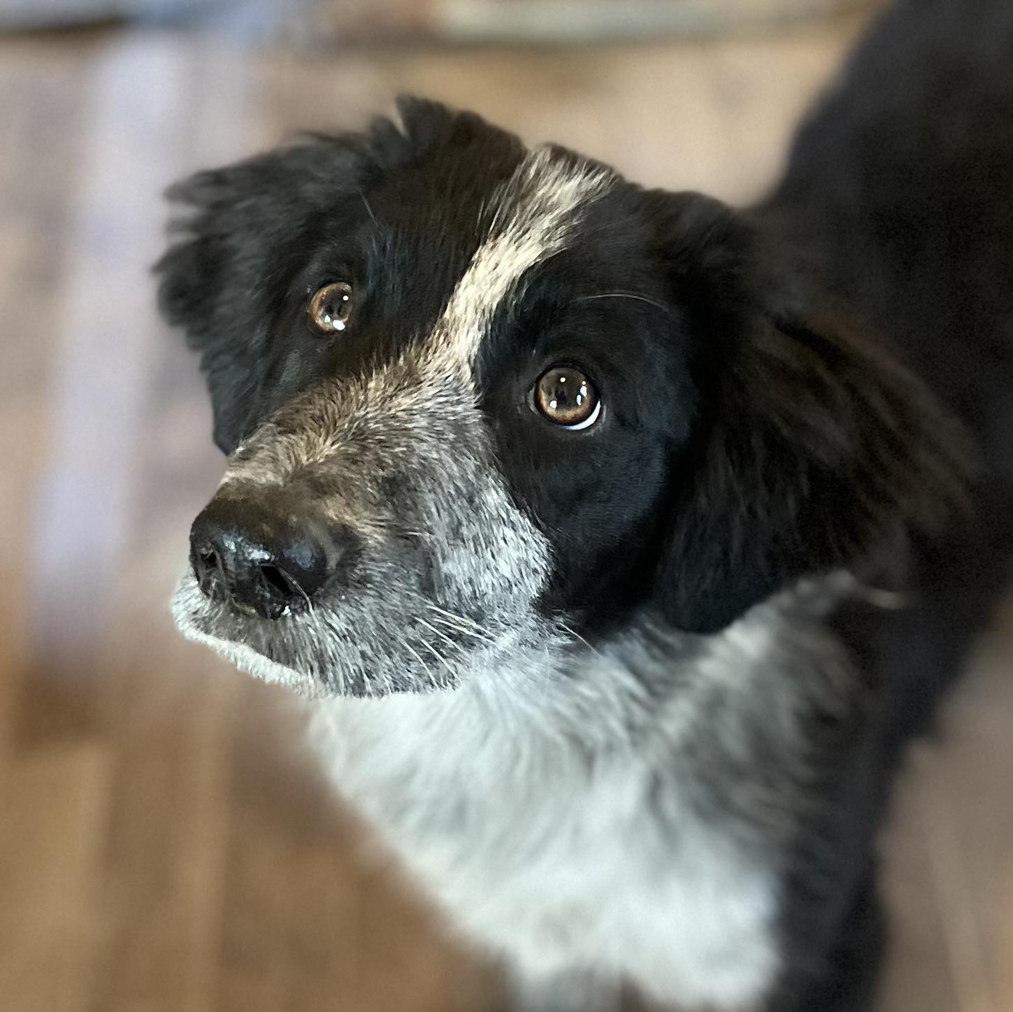 Enlarge Mikey, an adopted mixed breed in Leesburg , VA image 4/4