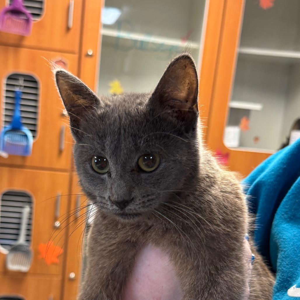 Boo, Adoptable, Young Male Domestic Short Hair.