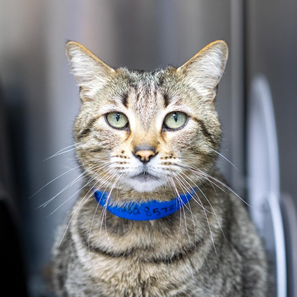 Enlarge Mufasa, a Adoptable Domestic Short Hair in Albuquerque, NM image 1/4