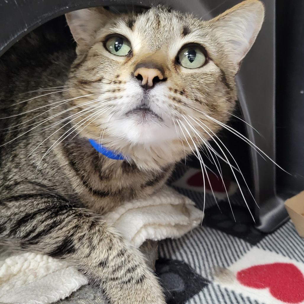 Enlarge Mufasa, a Adoptable Domestic Short Hair in Albuquerque, NM image 2/4