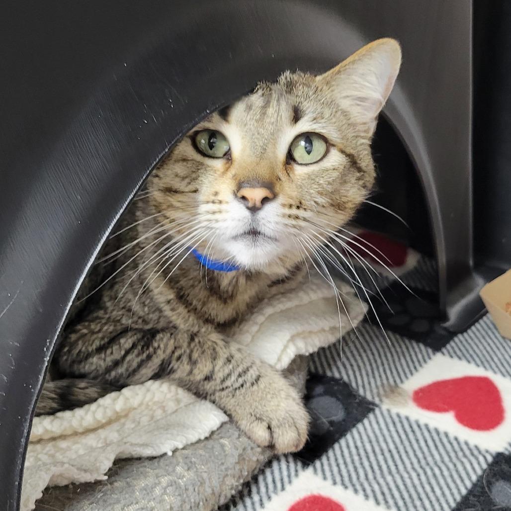 Enlarge Mufasa, a Adoptable Domestic Short Hair in Albuquerque, NM image 3/4