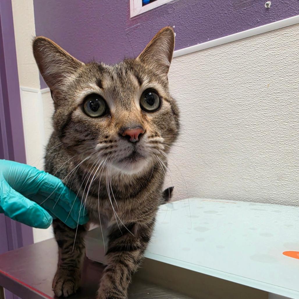 Enlarge Mufasa, a Adoptable Domestic Short Hair in Albuquerque, NM image 4/4