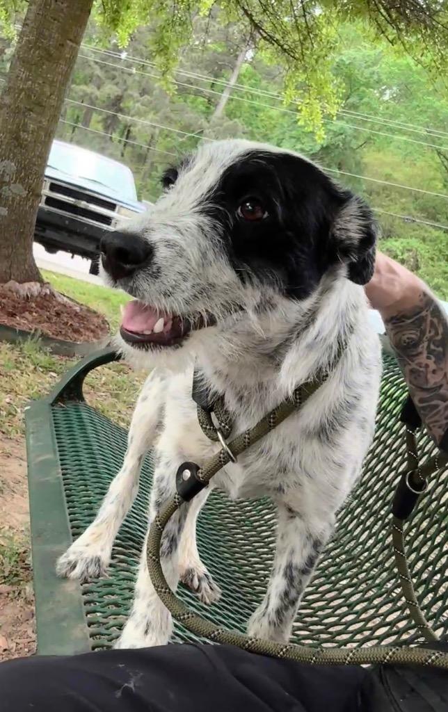 Enlarge Spotty Pippen, a Adoptable mixed breed in Little Rock, AR image 1/2