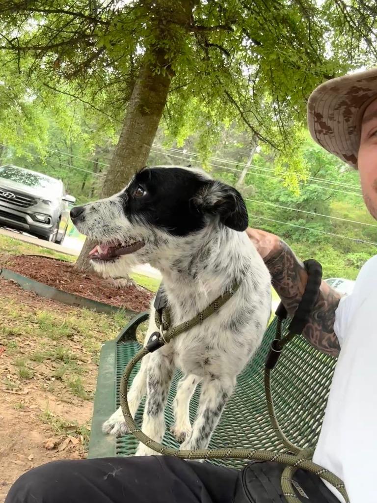 Enlarge Spotty Pippen, a Adoptable mixed breed in Little Rock, AR image 2/2