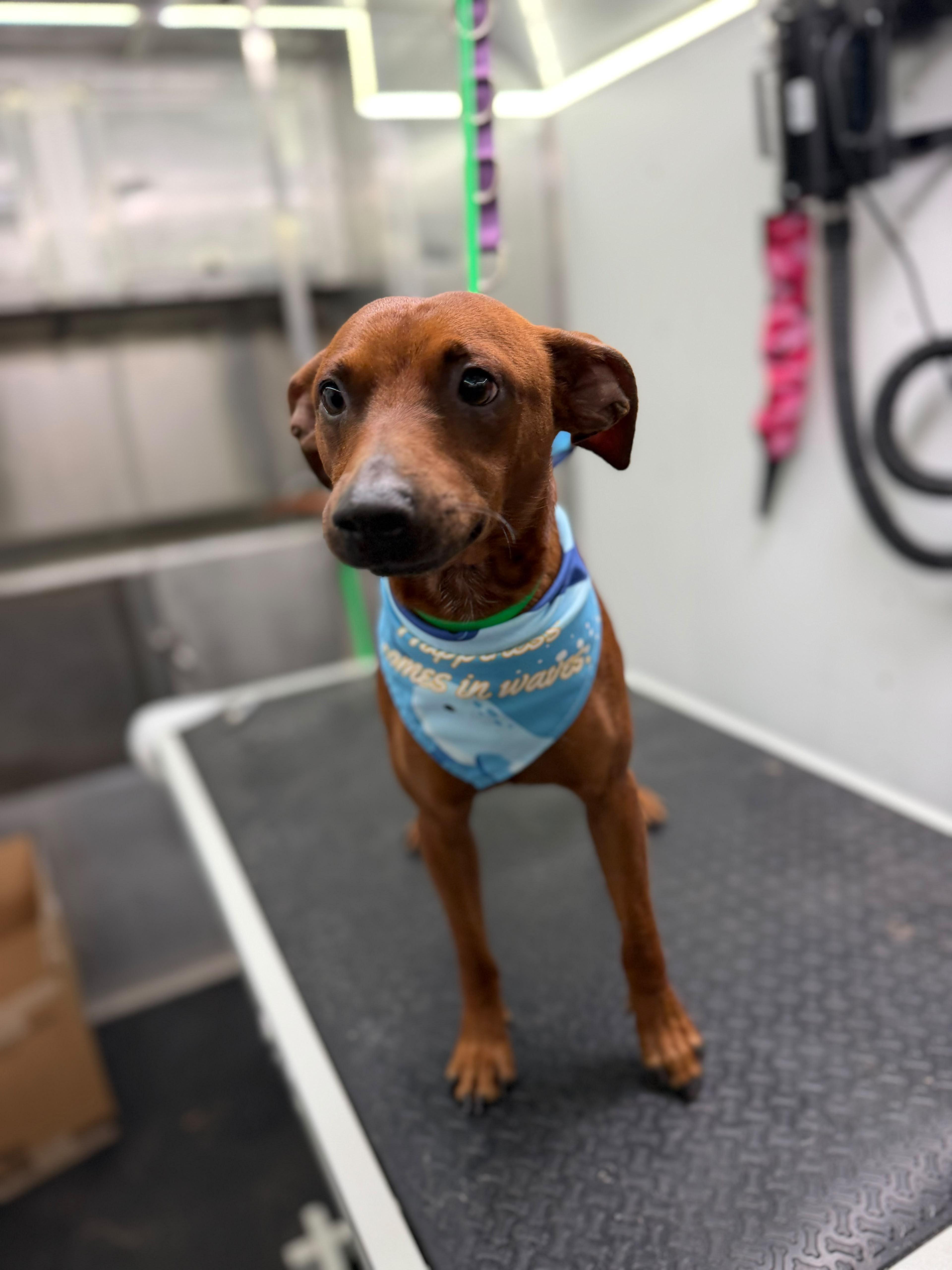 Enlarge Chico, a Adopted mixed breed in fort lauderdale, FL image 3/3