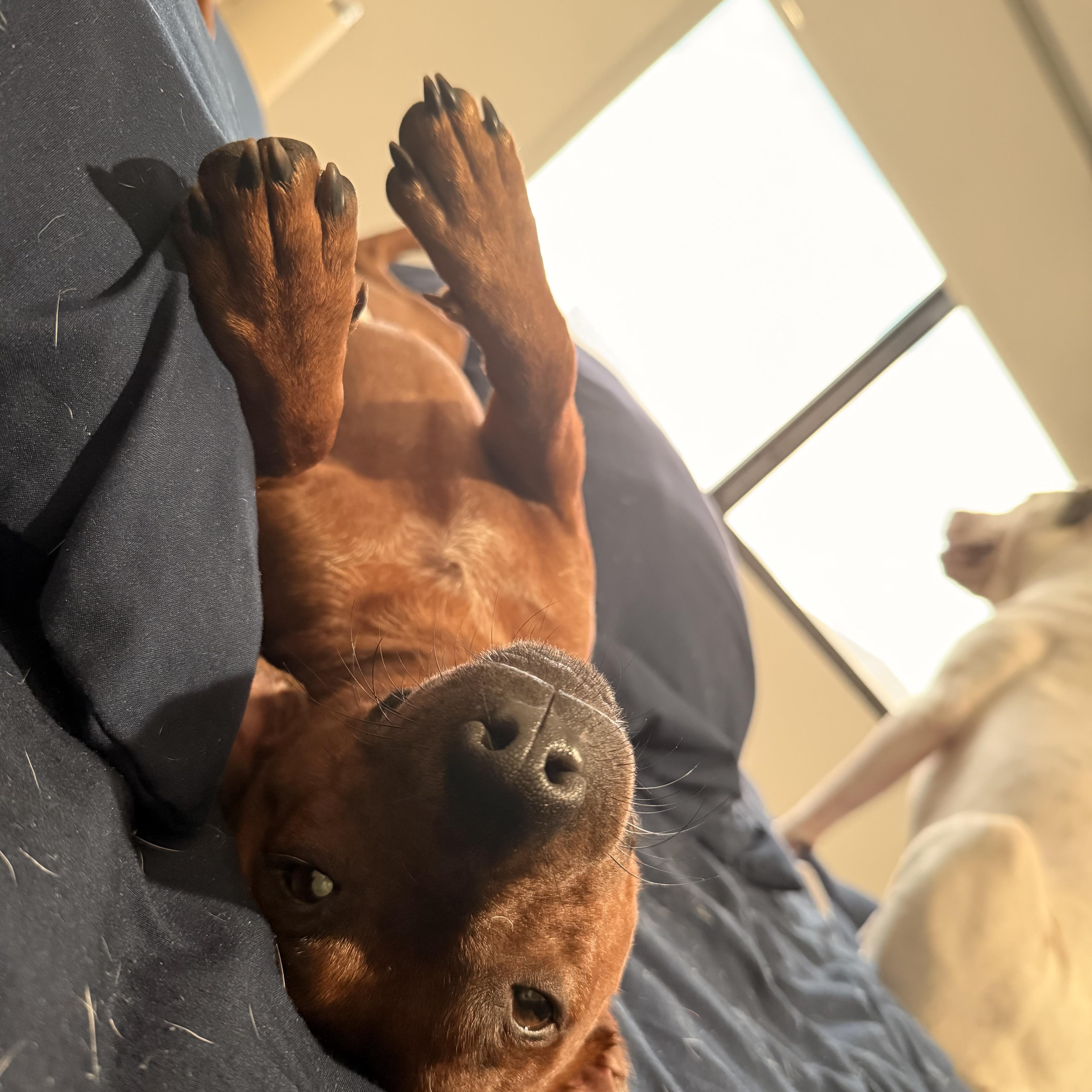 Enlarge Chico, a Adopted mixed breed in fort lauderdale, FL image 2/3