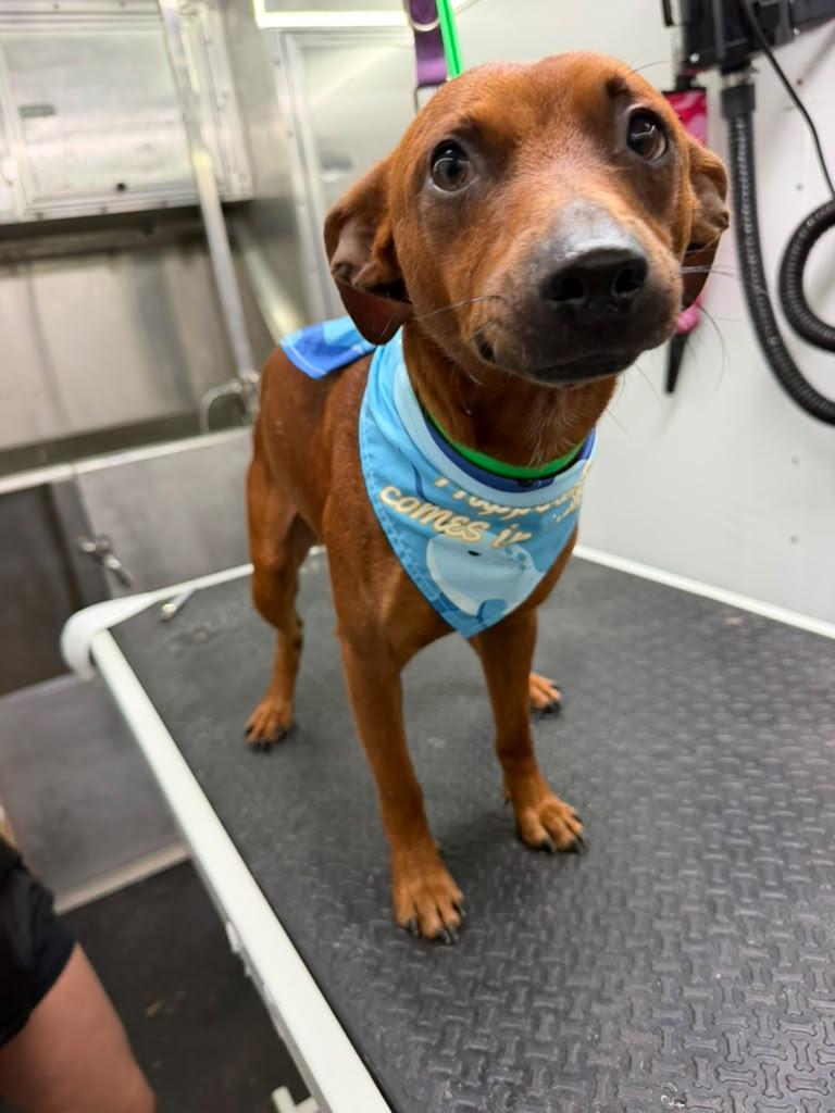 Chico, Adopted, Adult Male Dachshund.