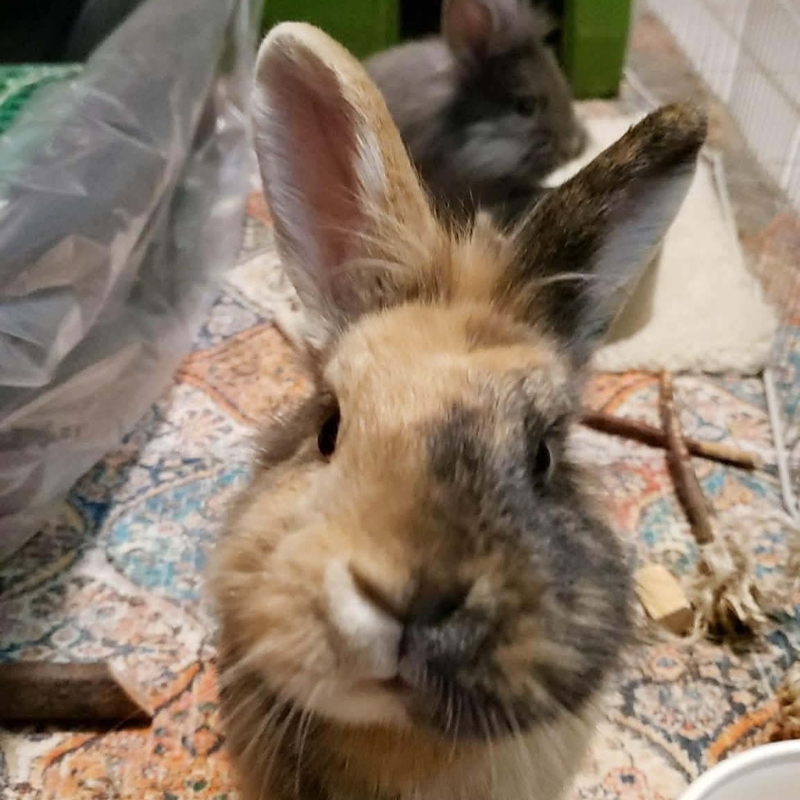 Enlarge Papa, Scruff, and Grey Beard *Bonded Trio*, a ADOPTABLE Lionhead in Salt Lake City, UT image 5/6