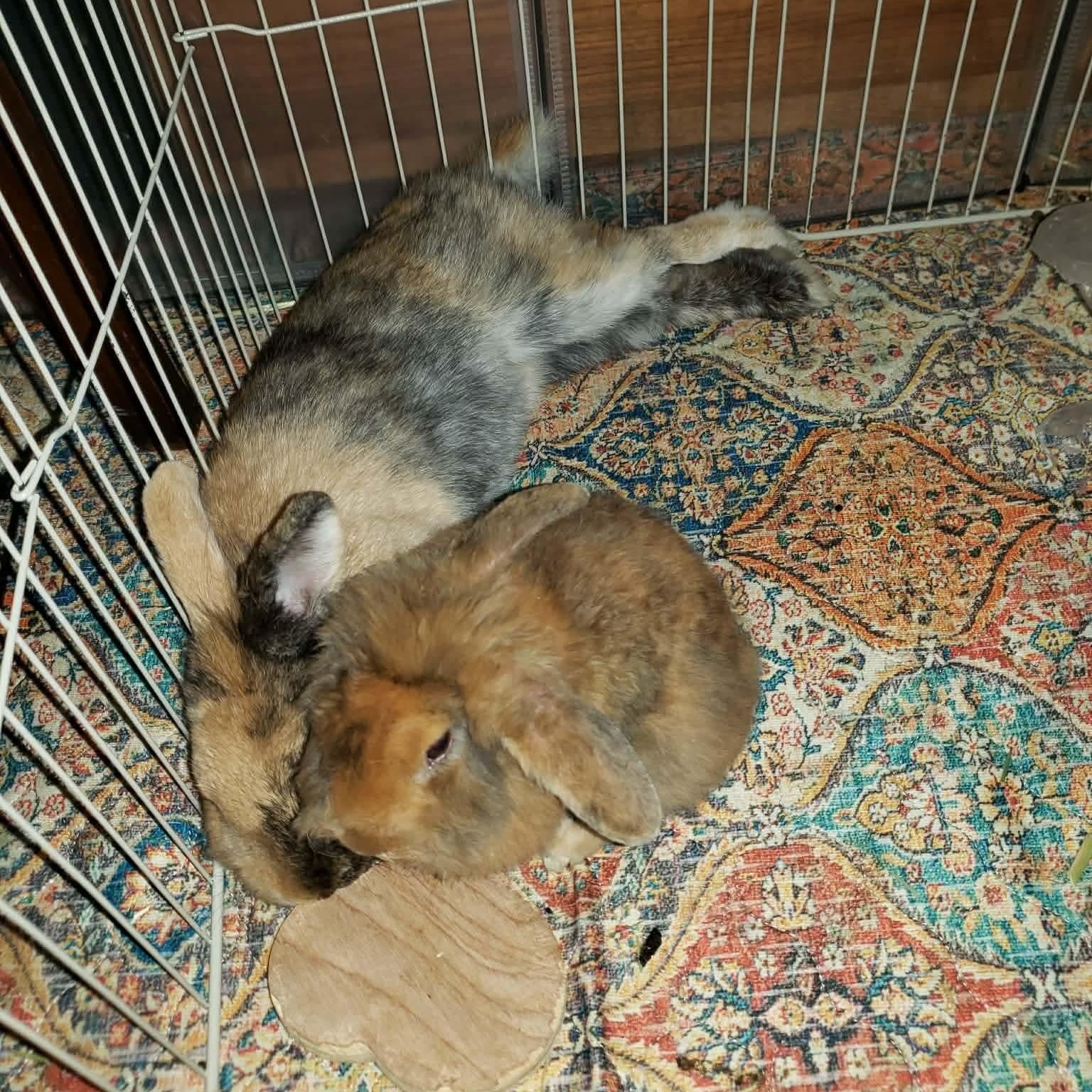 Enlarge Papa, Scruff, and Grey Beard *Bonded Trio*, a ADOPTABLE Lionhead in Salt Lake City, UT image 6/6