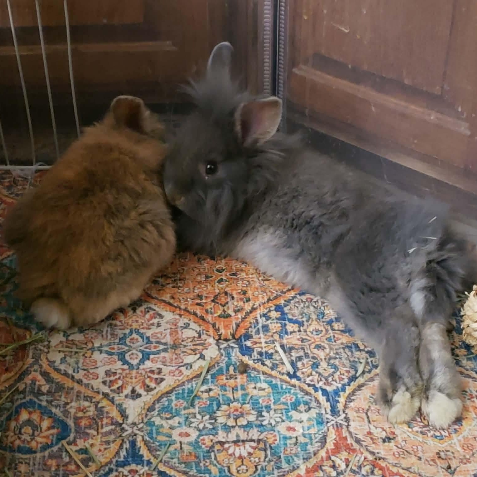 Enlarge Papa, Scruff, and Grey Beard *Bonded Trio*, a ADOPTABLE Lionhead in Salt Lake City, UT image 2/6