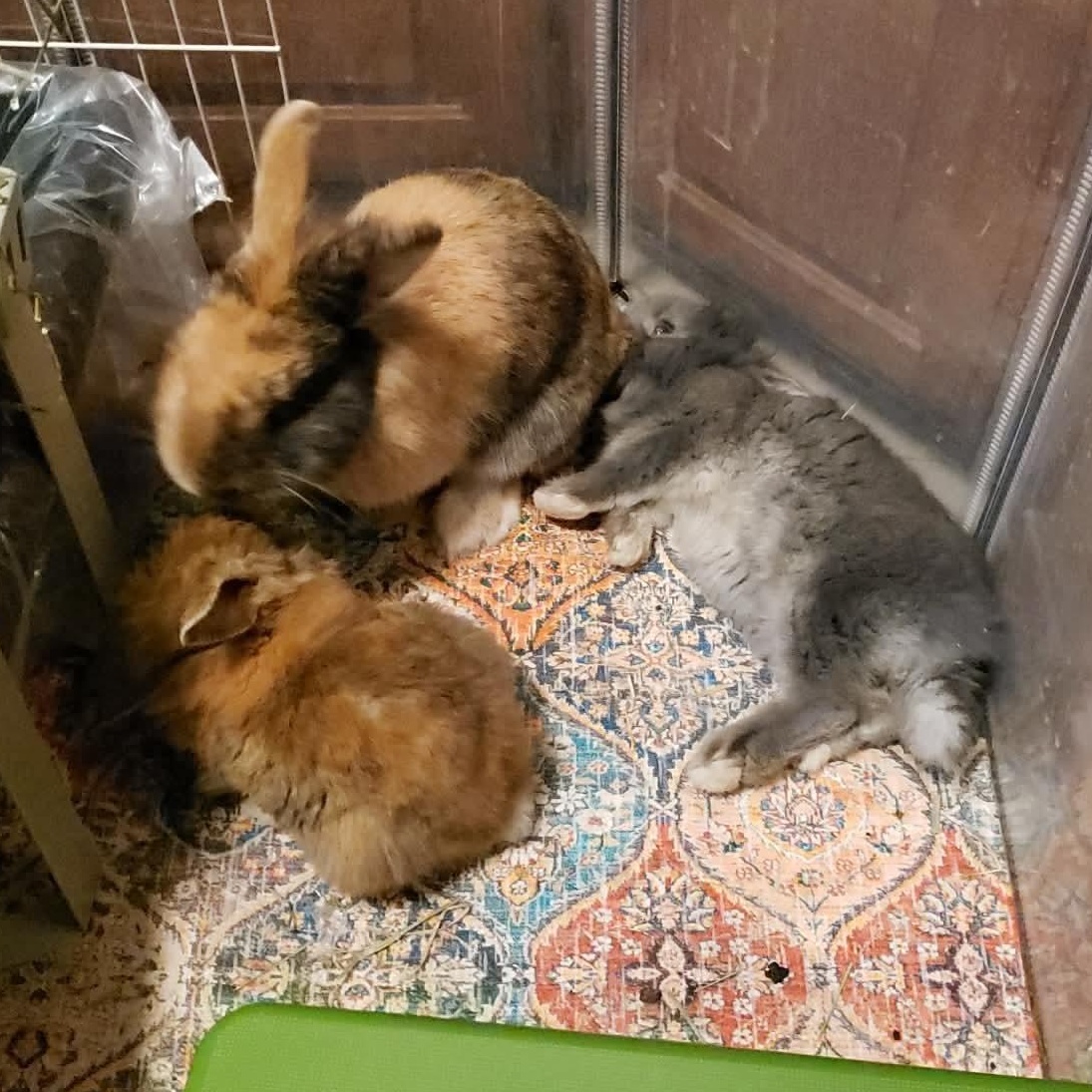 Enlarge Papa, Scruff, and Grey Beard *Bonded Trio*, a ADOPTABLE Lionhead in Salt Lake City, UT image 4/6