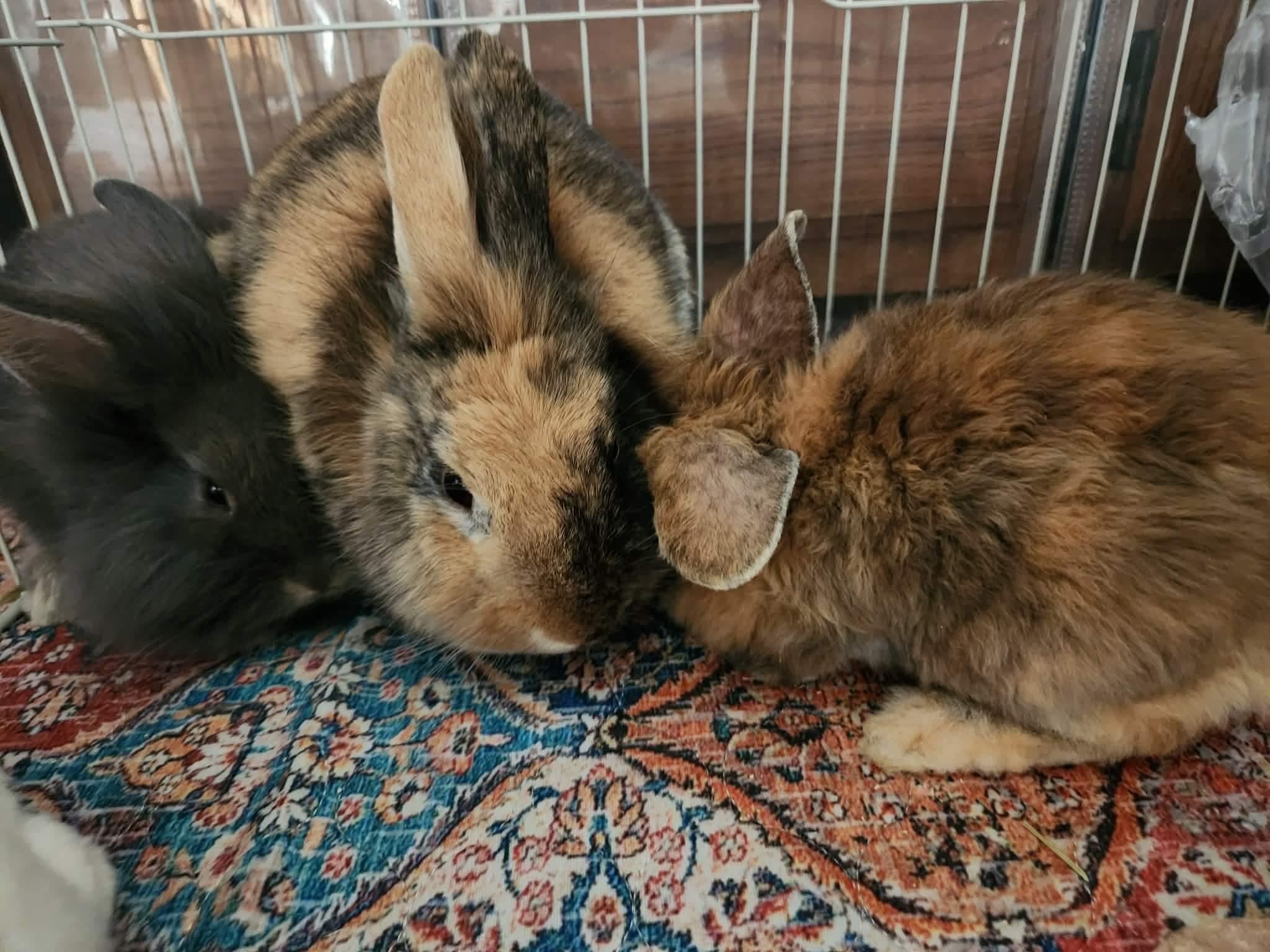 Enlarge Papa, Scruff, and Grey Beard *Bonded Trio*, a ADOPTABLE Lionhead in Salt Lake City, UT image 3/6
