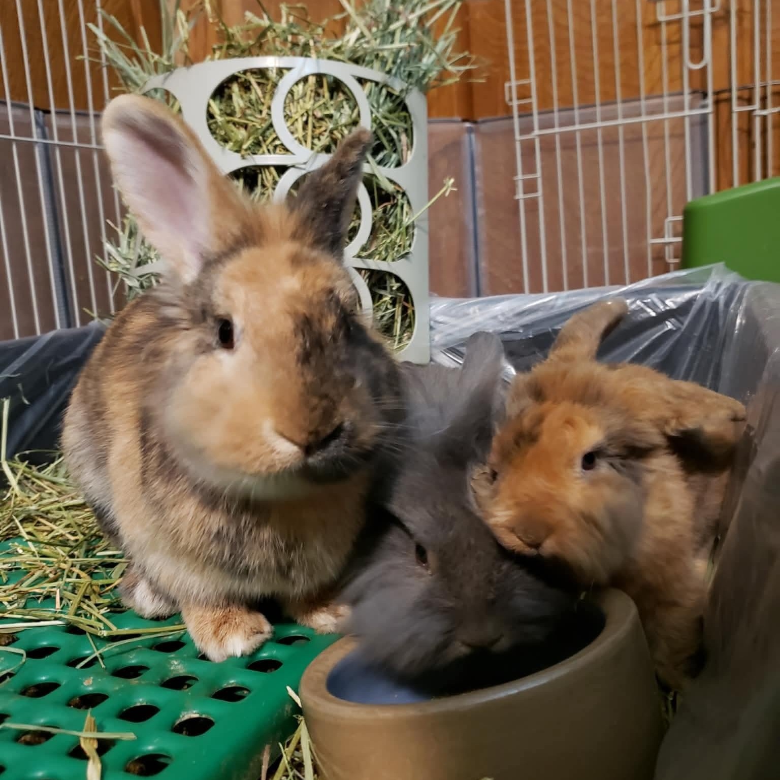 Papa, Scruff, and Grey Beard *Bonded Trio*, ADOPTABLE, Baby Female Lionhead.