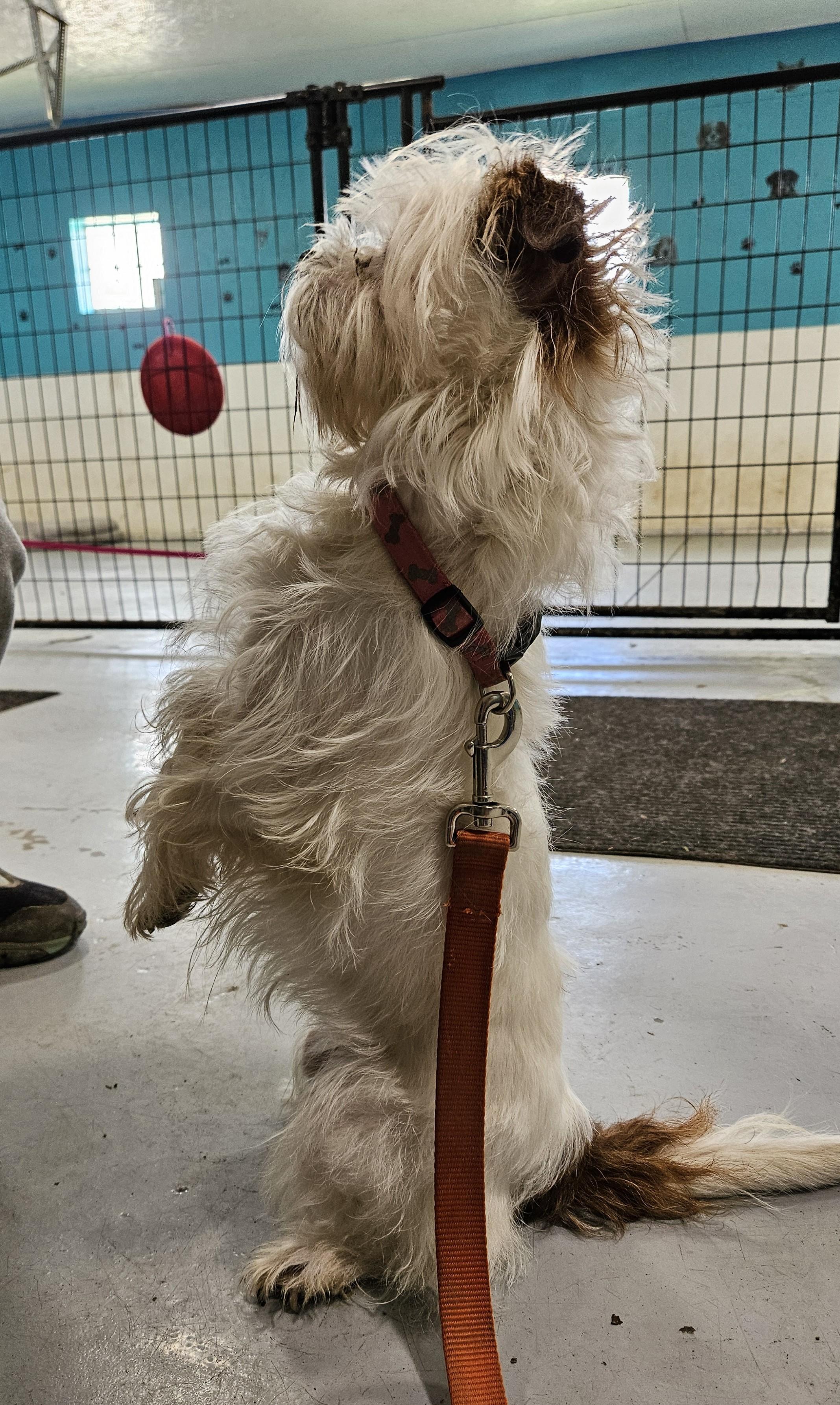 Millie, an adopted mixed breed in Brunswick, OH image 4/6