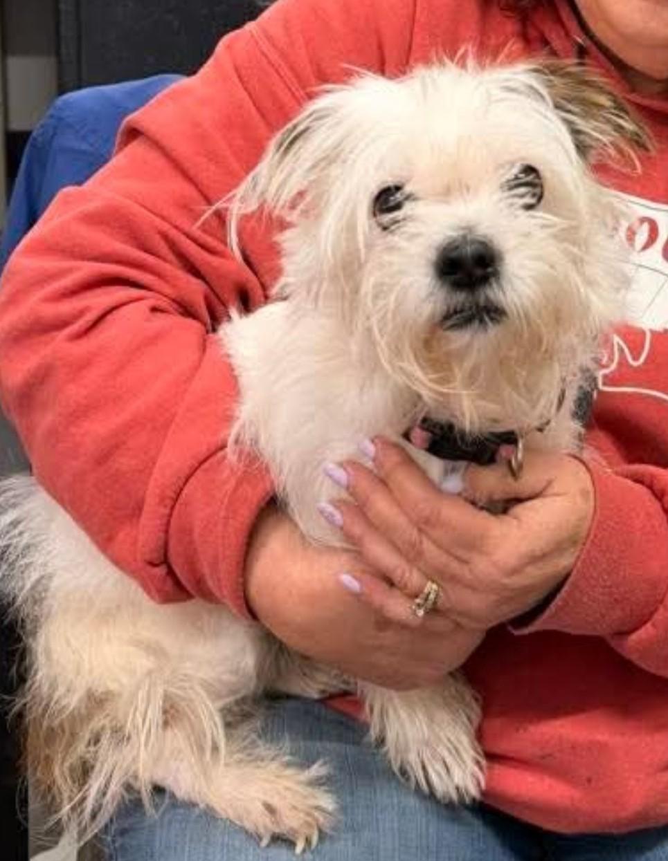 Millie, an adopted mixed breed in Brunswick, OH image 2/6