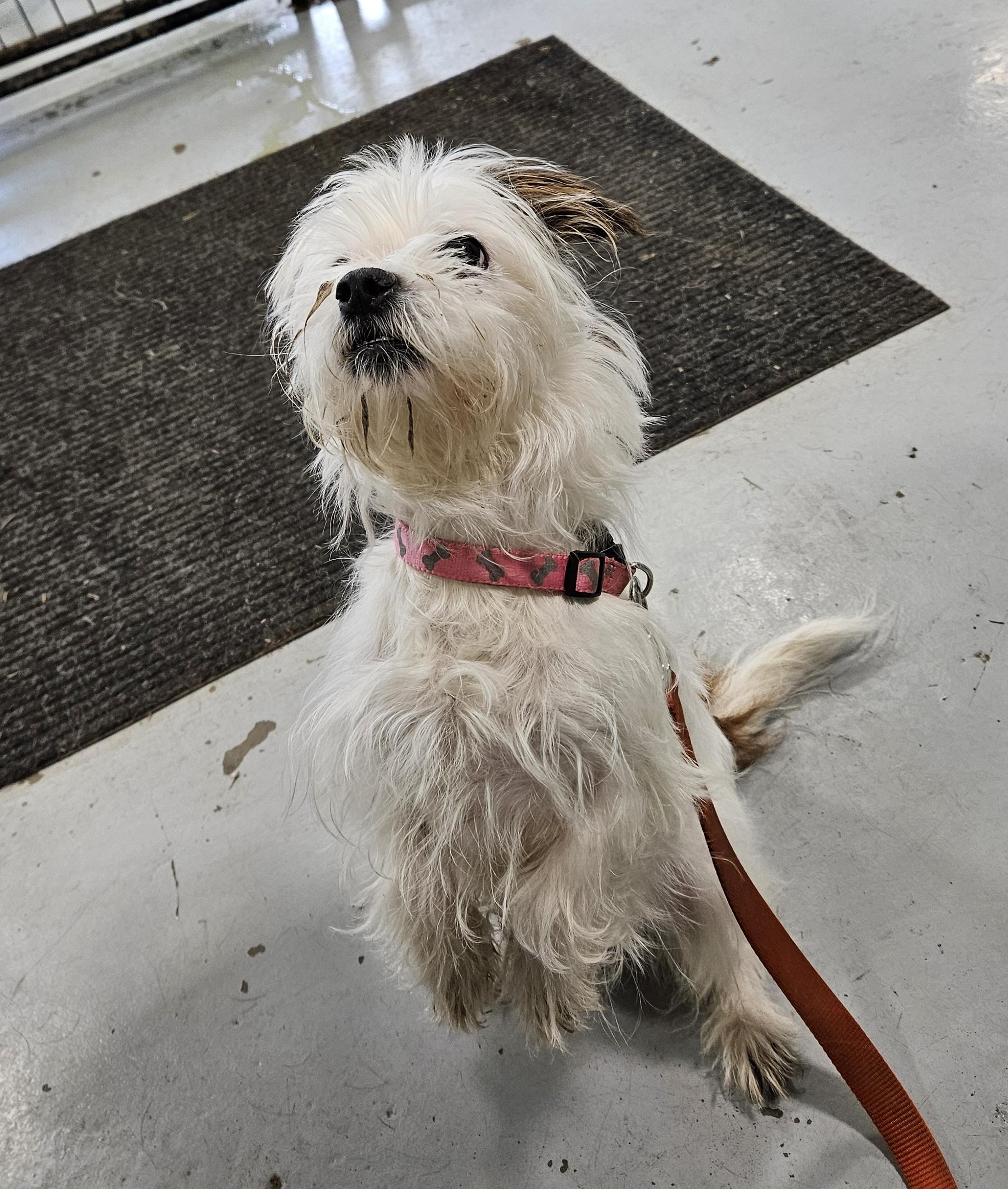 Millie, an adopted mixed breed in Brunswick, OH image 3/6
