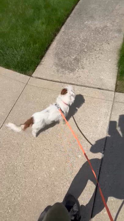 Enlarge Millie, an adopted mixed breed in Brunswick, OH video 6/6
