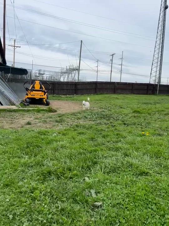 Enlarge Millie, an adopted mixed breed in Brunswick, OH video 5/6