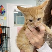Iron Maiden (DeMatti Kit 2), Adoptable, Kitten Female Domestic Short Hair.