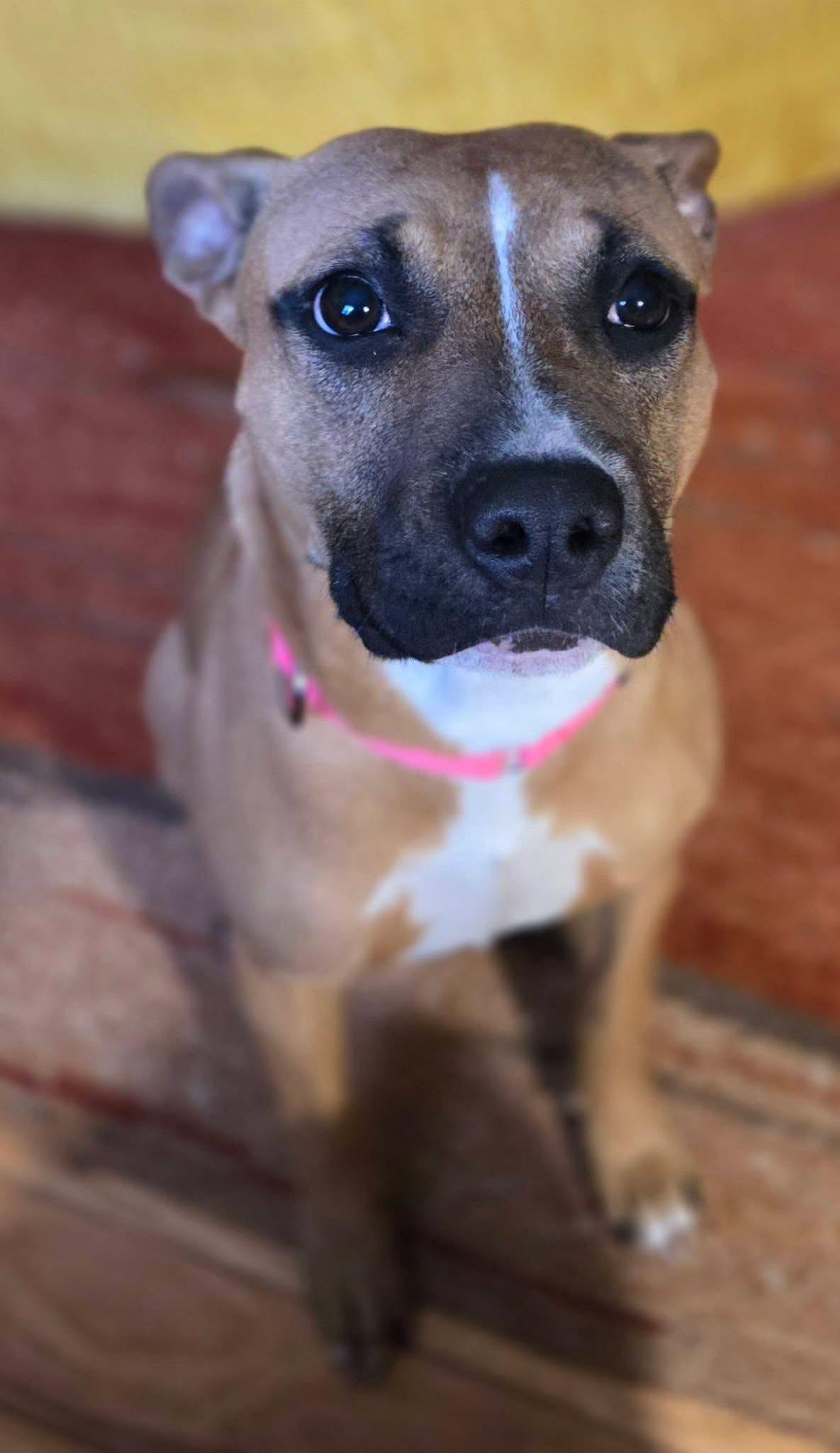 Odessa, a ADOPTABLE Mixed Breed in Highland, NY image 2/3