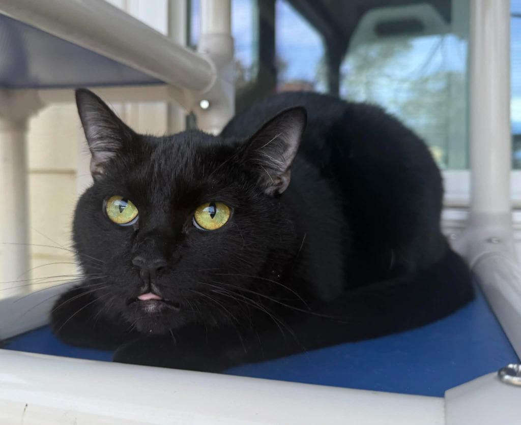 Enlarge Panther, a Adoptable mixed breed in Kingsland, GA image 1/1