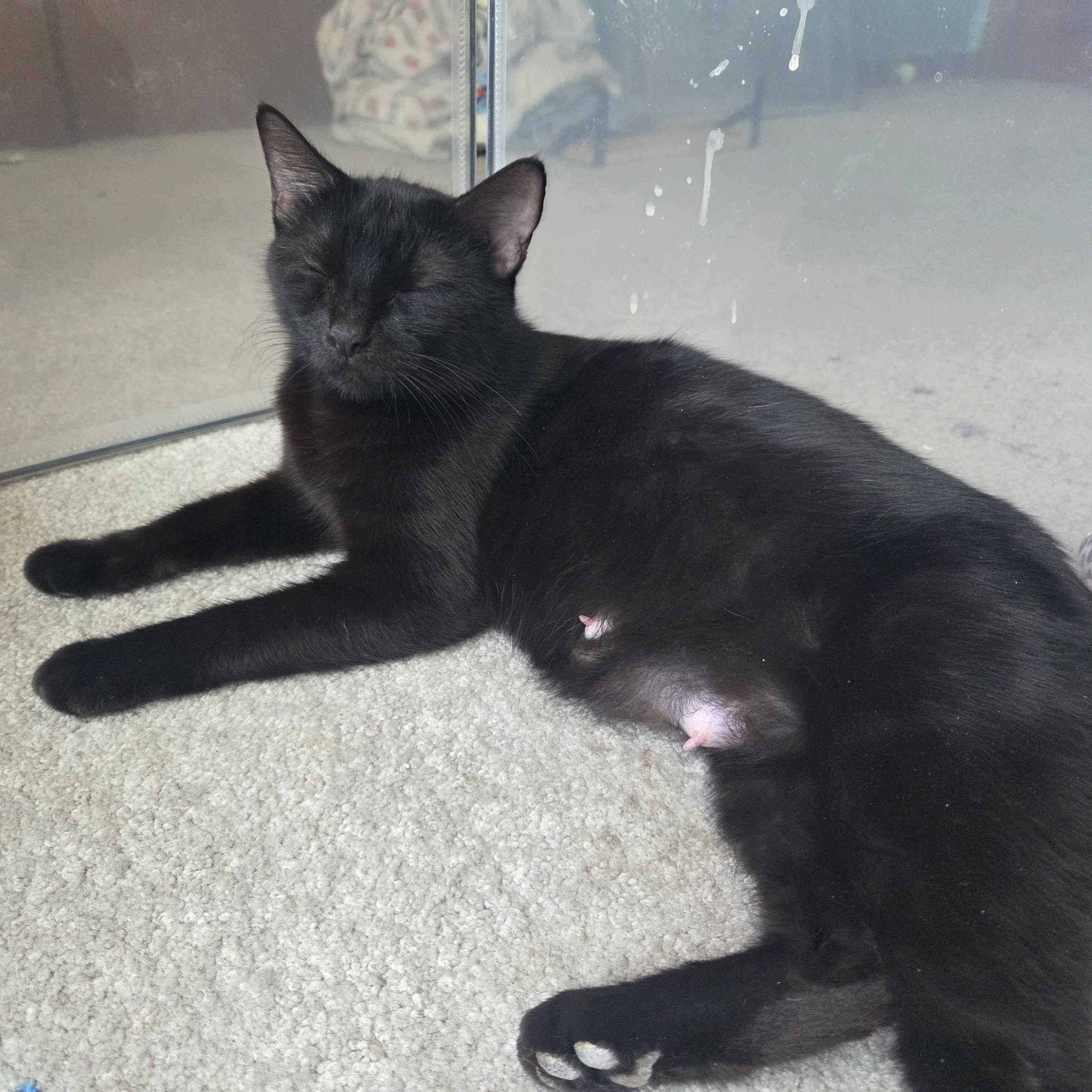 Enlarge Princess Warwick, a ADOPTABLE Domestic Short Hair in Denver, CO image 3/3