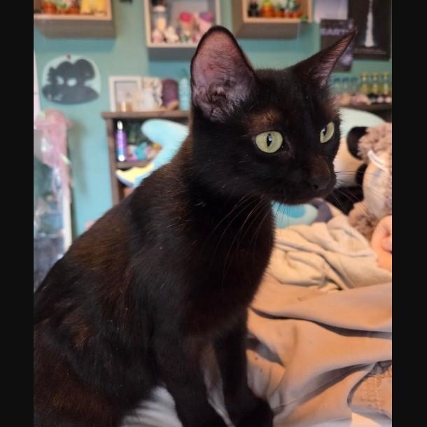 Princess Warwick, ADOPTABLE, Young Female Domestic Short Hair.